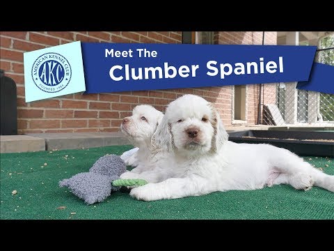 Wideo: Clumber Spaniel