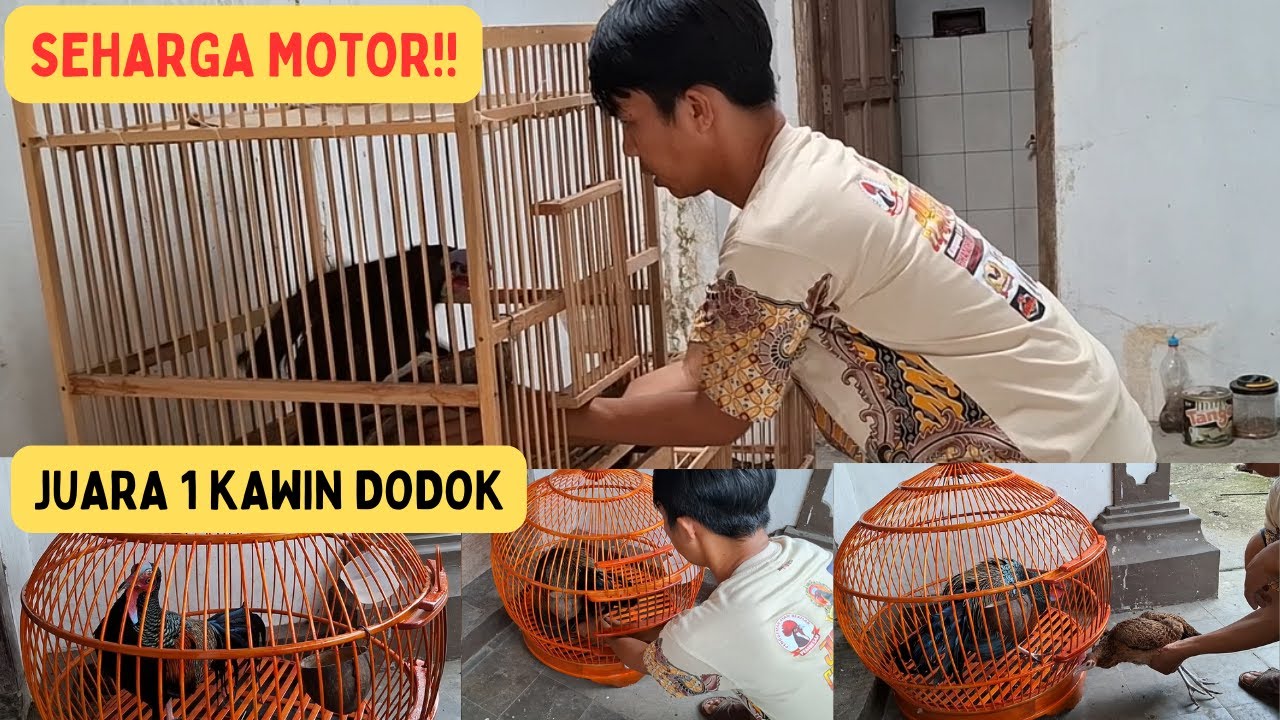 SANG JUARA SRIWIDARI AYAM HUTAN HIJAU KAWIN DODOK !!
