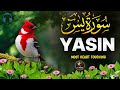 Surah Yaseen Full Recitation | Most Beautiful and Relaxing Quran Recitationسورة يس