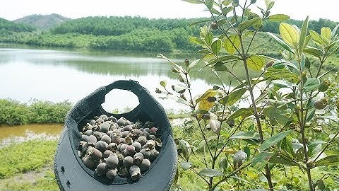 Cách ngâm rượu sim thơm ngon