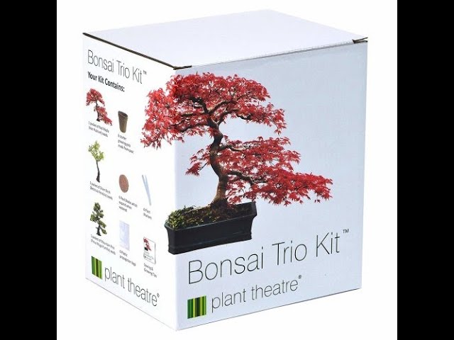 Planting and growing Bonsai Tree Part 1 - Bonsai Trio Kit class=