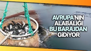 Bozdoğan'da Üretilen Balıklar Norveç ve Avrupa'ya İhraç Ediliyor