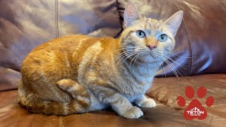 Tigger, the longest resident at the Snake River Animal Shelter, needs a home for the new year