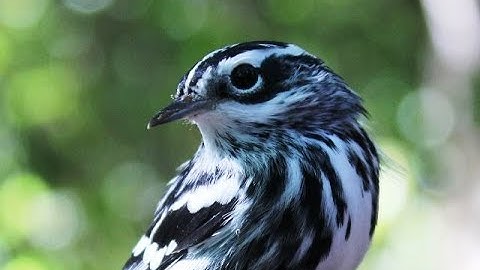 eBird Tutorial video