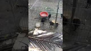 Ban cum num ( ga nuoc) 0832299599