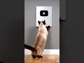 #cat #viral #shortvideos #cute #shortsviral