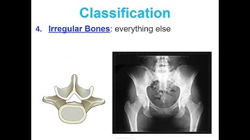 Concept 1 Notes - Skeletal System - Google Slides