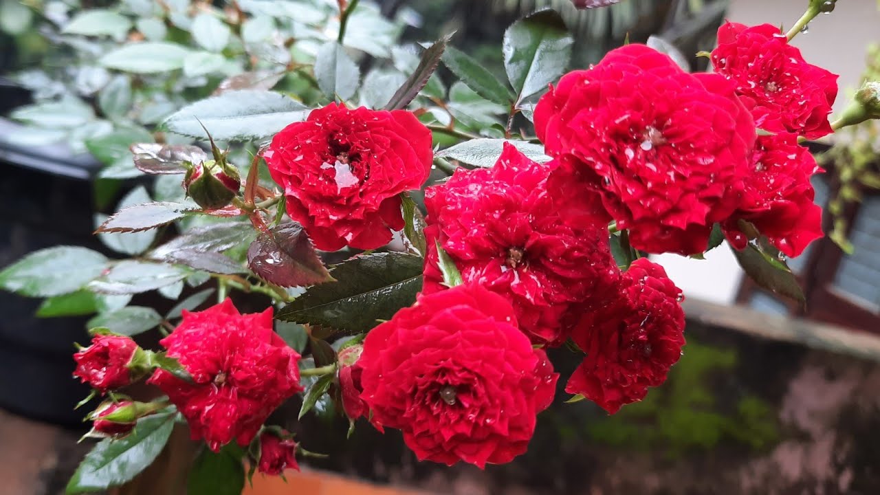 Red Cascade Rose/ Miniature Rose/ GREEN Foodiez - YouTube