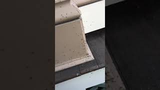 Ants After A Dust Storm