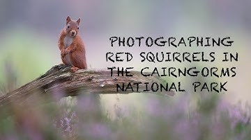 Photographing RED SQUIRRELS in the CAIRNGORMS NATIONAL PARK