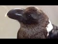 Mischief The Raven Loves Recycling!