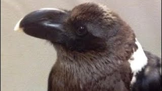 Mischief The Raven Loves Recycling! by Paige Bucalo 177,045 views 8 years ago 55 seconds
