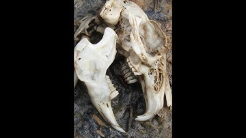 Forensic Entomology, Seventh Day of Decomposition of Rabbit carcass (dry season)