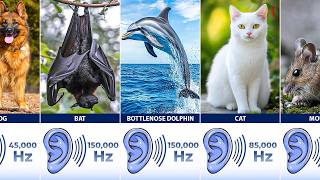 Animal Hearing Range Comparison