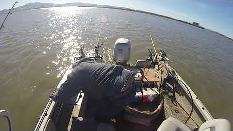 Catch and Release Oversize Sturgeon
