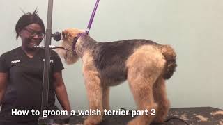 How to groom a Welsh Terrier part2