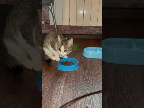 Эти Корма Опасны для Кошек! Никогда Их Не Покупайте