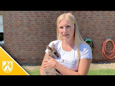 Video: Die Frau Lud Ein Känguru Zur Hochzeit Ein Und Erhielt Das Foto "Das Beste Der Welt"