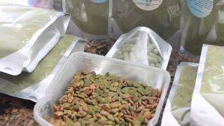 MORINGA FOR ANIMALS, MORINGA FOR CATS