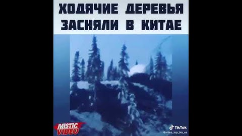 Страшное евление в Китае😥 / Ходячие деревья засняли на камеру 😲😲