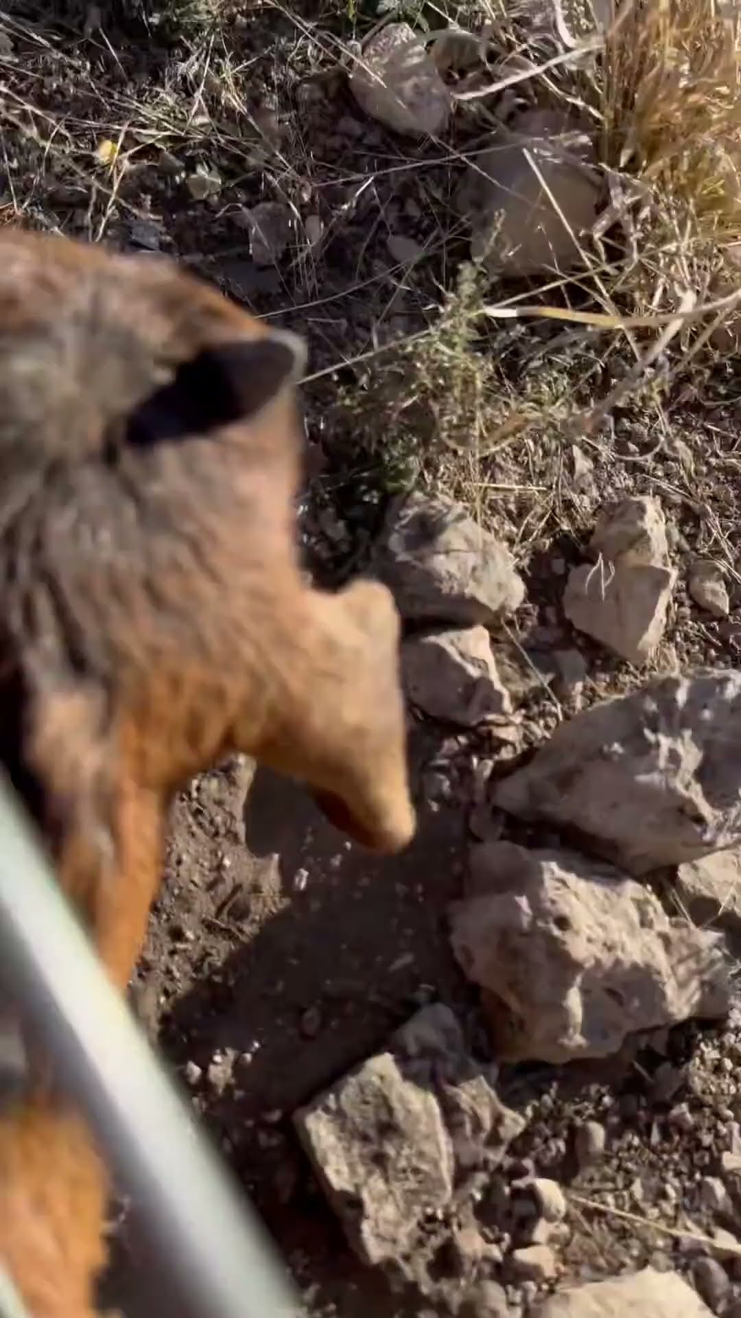 Goat Kid Rescued From Wire Fence || ViralHog