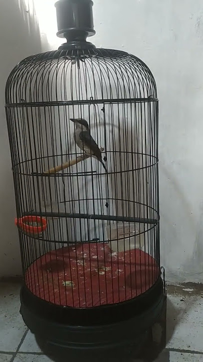 Jinjing petulak Kalimantan gacor