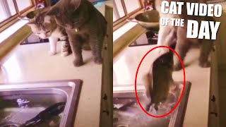 Fish Attacks Cats by The Crazy Cats 719 views 4 years ago 31 seconds