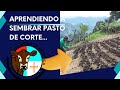 APRENDIENDO A SEMBRAR MI PASTO DE CORTE