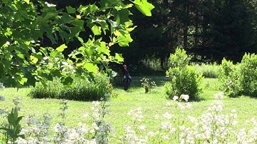 tree swallows dive bomb turkeys