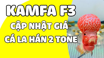 Cá La Hán KAMFA F3 Báo Giá Size 2 Ngón
