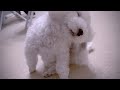 【急変】愛犬が首を振り続け耳を永遠に掻き続けるので即病院行き