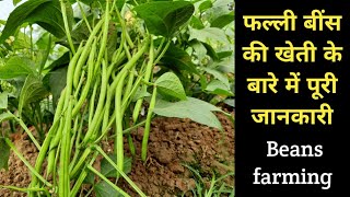 Beans farming || बीन्स की खेती के बारे में पूरी जानकारी