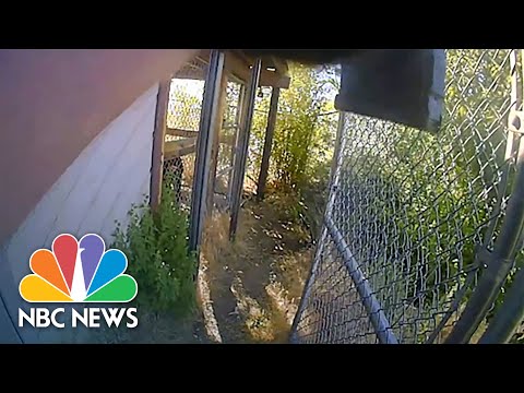 'Do A Head Shot!': Bodycam Shows Owner Asking Police To Kill Pet Chimpanzee