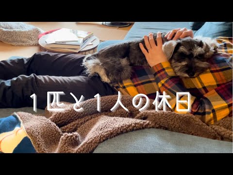 ワンコ１匹とパパさん１人のまったり楽しい休日：ミニチュアシュナウザー　休日ルーティーン　【アラフォー夫婦の犬育てダイアリー vol.14】楽しいお留守番