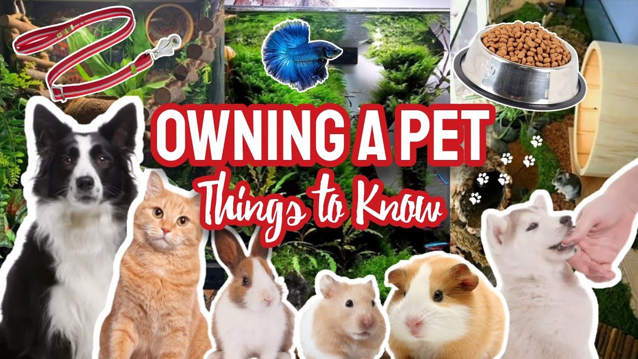 The Reality of Owning a Pet - Things to Know Before Getting Hamsters, Dogs, Cats, Fish & More! 🐹🍄🌿