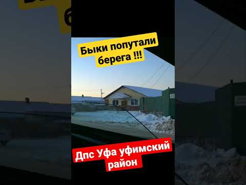 Борзый бык попутал берега/ ДПС ГИБДД УФА уфимский район #shorts