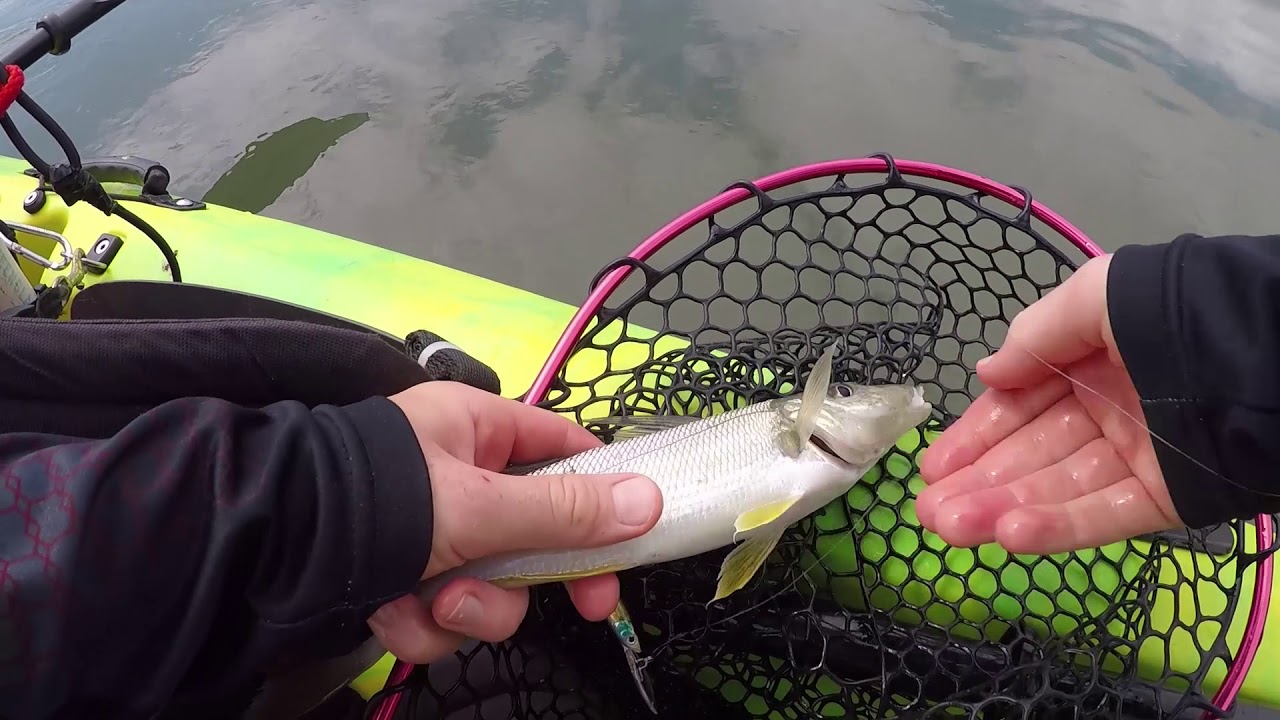 Whiting caught on a Diawa Double Clutch Kayak fishing Yamba YouTube