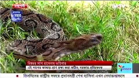 পৃথিবীর অন্যতম বিষধর সাপ রাসেলস্ ভাইপার বা চন্দ্রবোড়ার