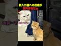 白猫が新入り猫に見せた意外すぎる反応ｗ #猫 #猫動画 #猫のいる暮らし #白猫 #多頭飼い #猫の反応