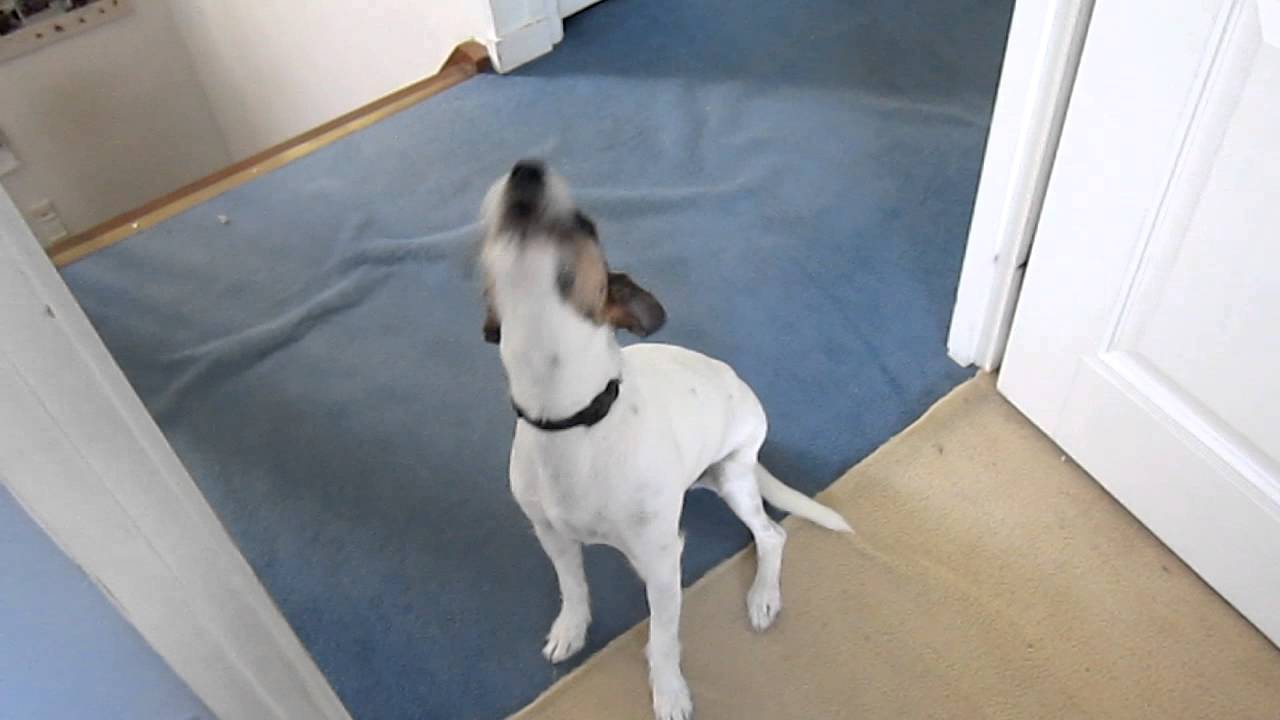 Jack Russel Imite Le Loup Youtube