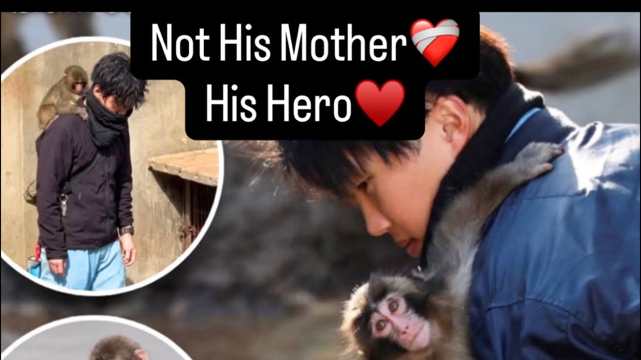 Punch ♥️ Shikano #bond #love #care #family #friendship #japan #punch #shikano #zoo #emotion #monkey 