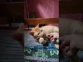 කොළ කන කිටී. 🙃🐱🐱 #cat #catvideos