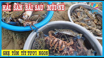 Độc Đáo Hải Sản Bãi Sau Mũi Né Phan Thiết | Nhộn Nhịp Những Chuyến Xuồng Máy