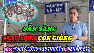 TRANG TRẠI TẮC KÈ MIỀN TÂY SẴN SÀNG TẶNG LUÔN CON GIỐNG TẮC KÈ CHO 40 HỘ NÔNG CHĂN NUÔI DUY NHẤT
