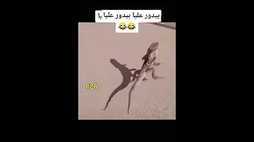 بيدور عليا بيدور عليا 