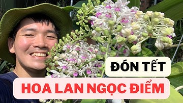 Hoa Lan Ngọc Điểm Nở Tết 2024 P1 | Bác Sĩ Tiến