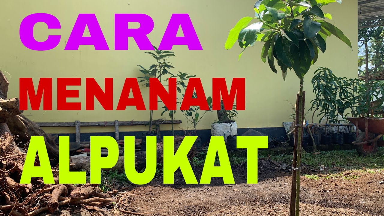 CARA MENANAM ALPUKAT / how to plant avocado trees 