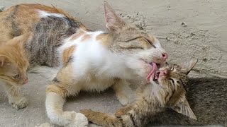 Adopted Kitten Loves His Nursing Mother Cat And Nursing  Mother Loves Him So Much