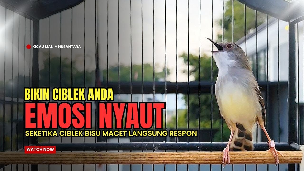 Ciblek Gacor ini PALING Ampuh Mengatasi Ciblek Semi MACET dan Ciblek Kristal BAHAN, Pancingan Ciblek