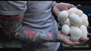 Famous Olive python eggs! Profile